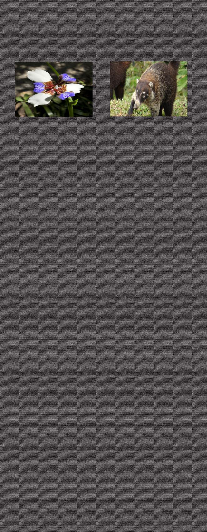 Background4wide
