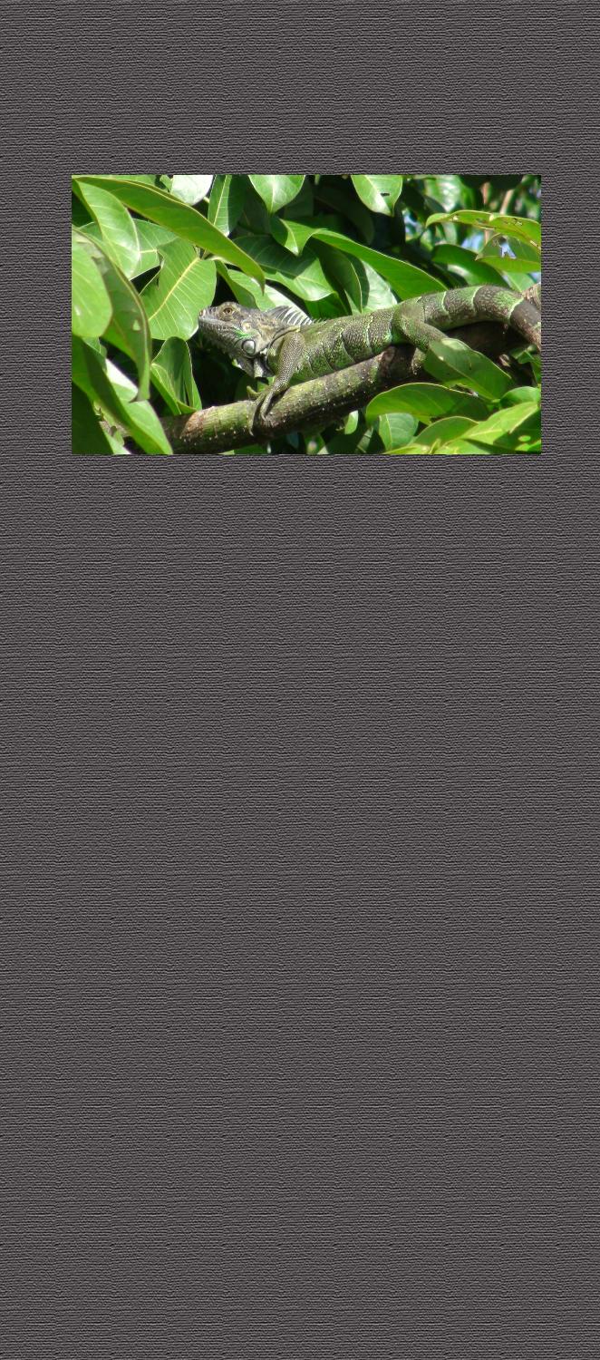 Background4wide